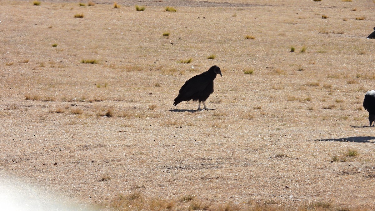 Black Vulture - ML469643481