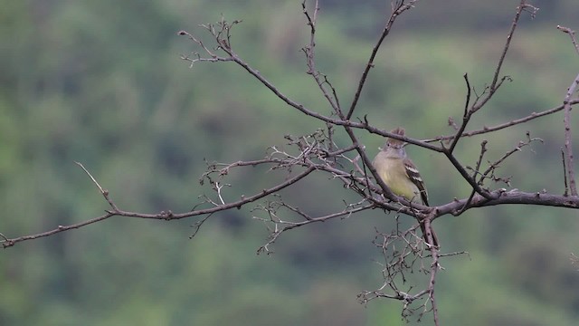 Yellow-bellied Elaenia - ML469645