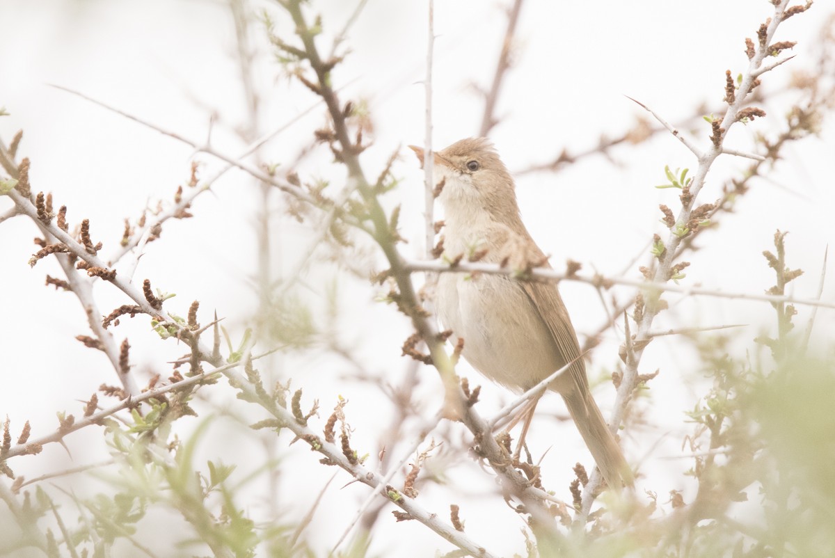 Rousserolle à grand bec - ML469645691