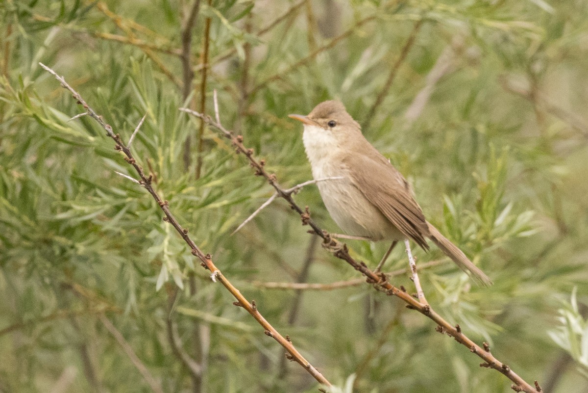 Large-billed Reed Warbler - ML469645701