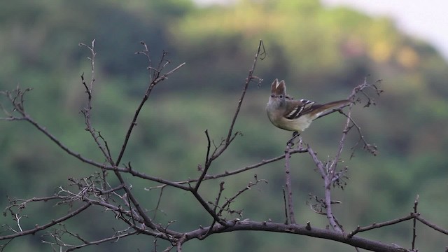 Yellow-bellied Elaenia - ML469646