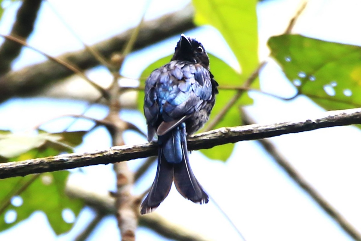 Menevişli Drongo - ML469646451