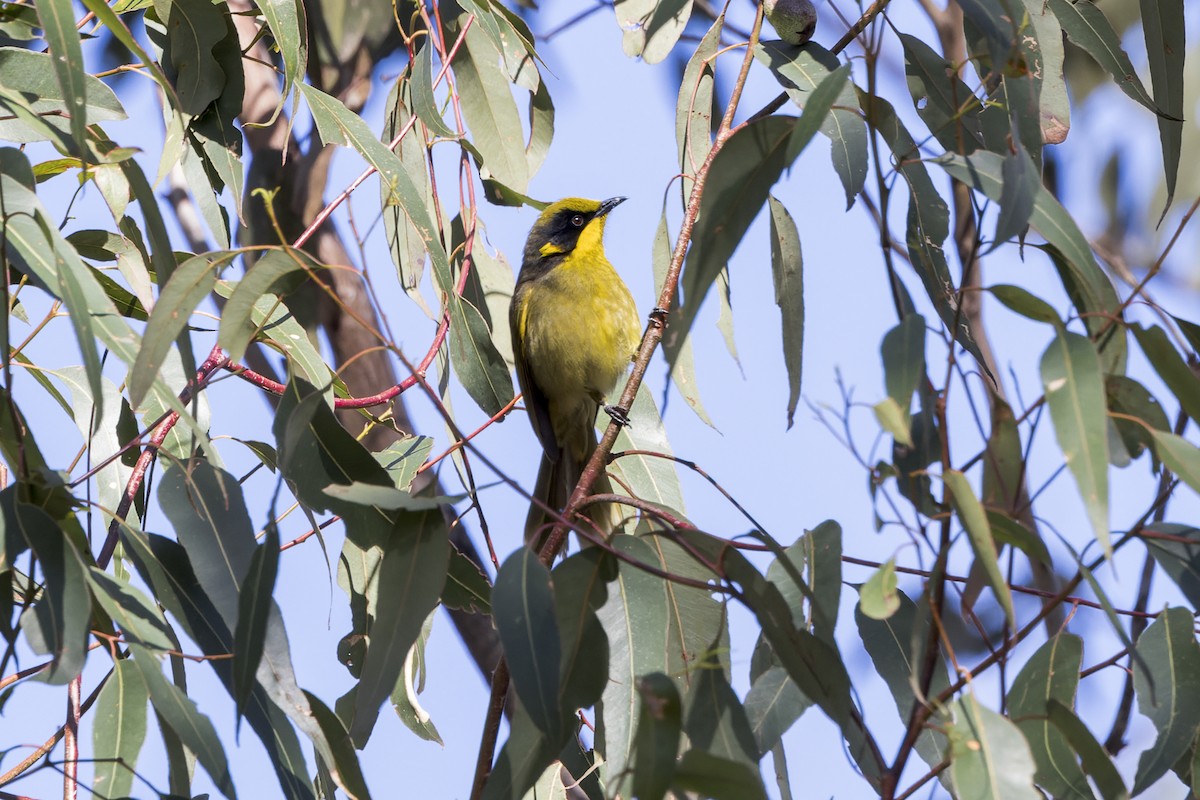 Yellow-tufted Honeyeater - Cheryl and Graham Ponter