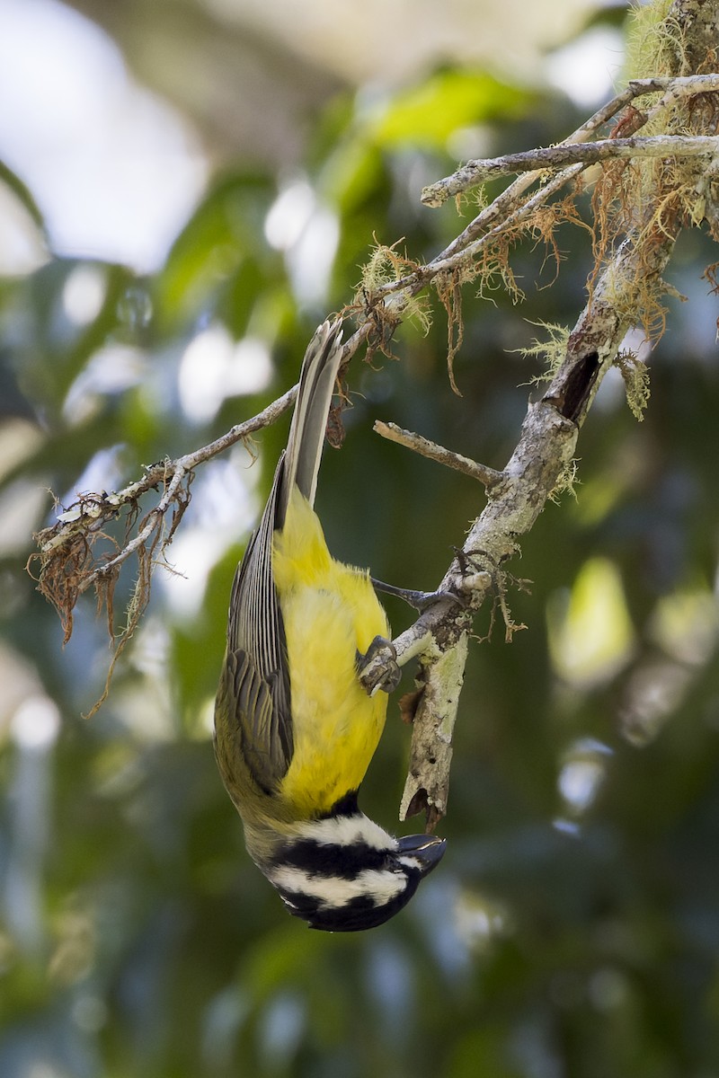 Eastern Shrike-tit - ML469647061