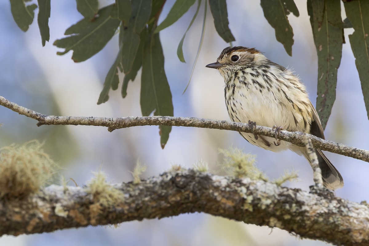 Speckled Warbler - Cheryl and Graham Ponter