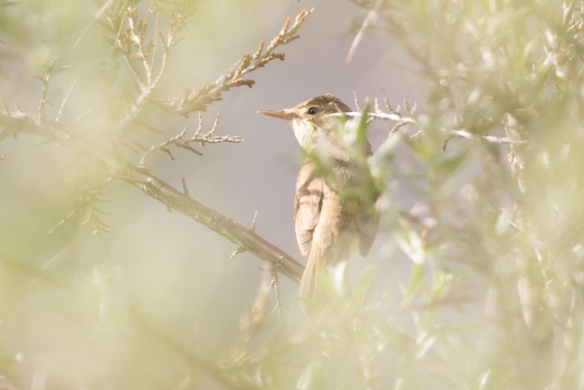 Rousserolle à grand bec - ML469647321