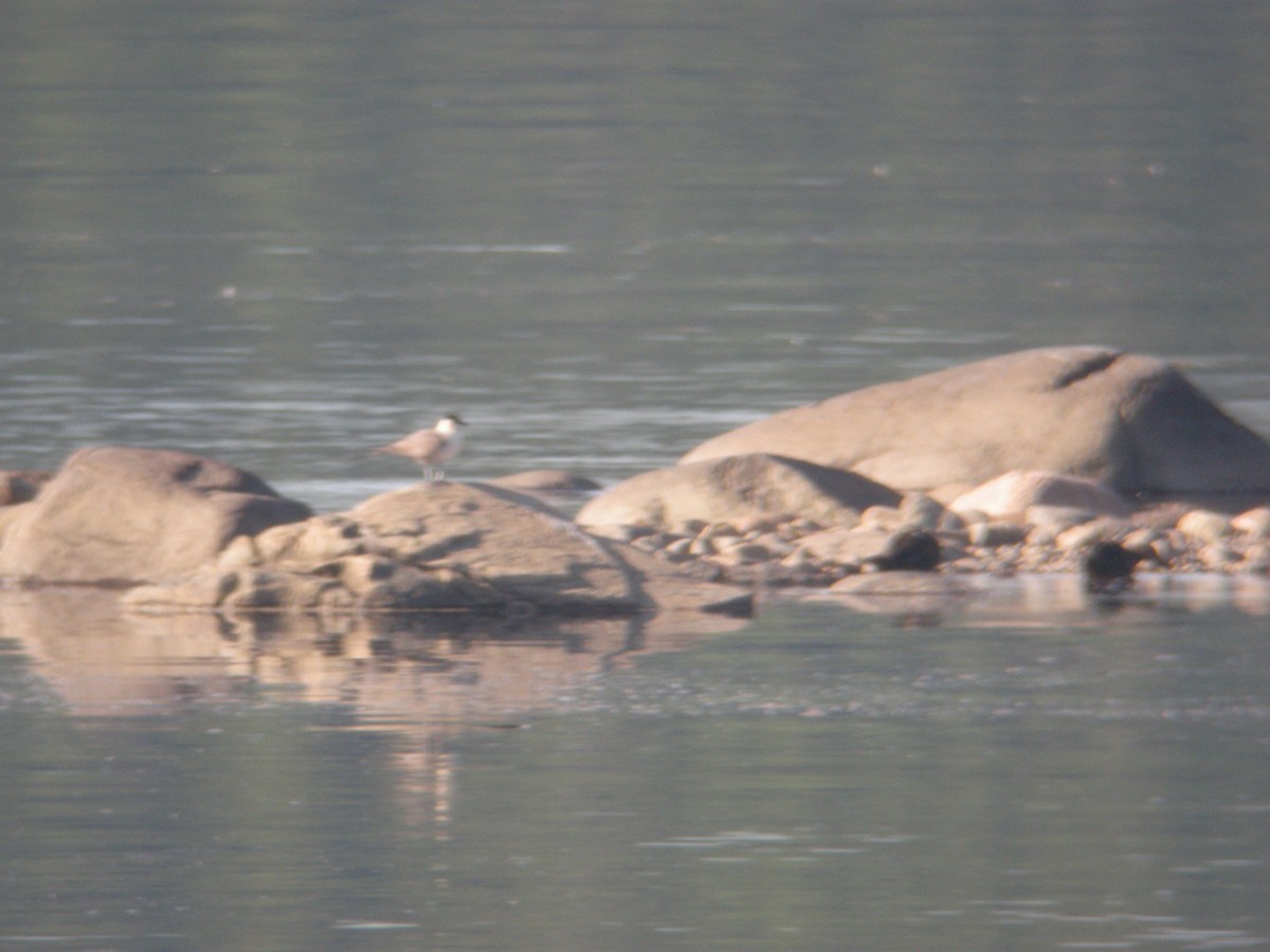 Long-tailed Jaeger - Germain Savard