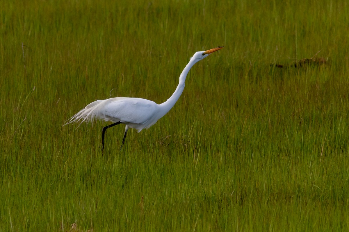 Great Egret - ML469649041