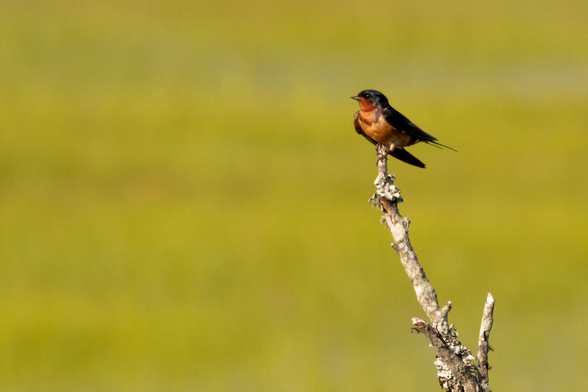 Barn Swallow - ML469649061