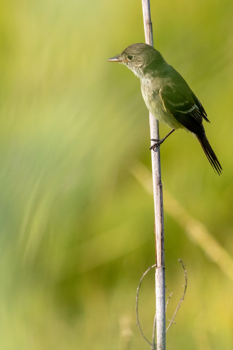 tanımsız Empidonax sp. - ML469649081