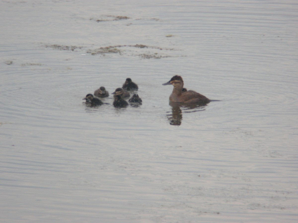 Ruddy Duck - ML469649401