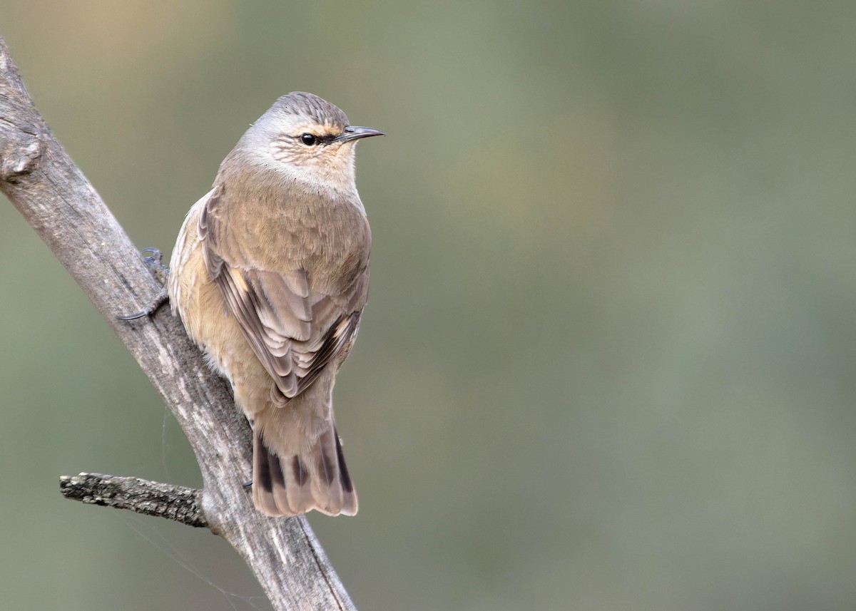 Brown Treecreeper - Zebedee Muller