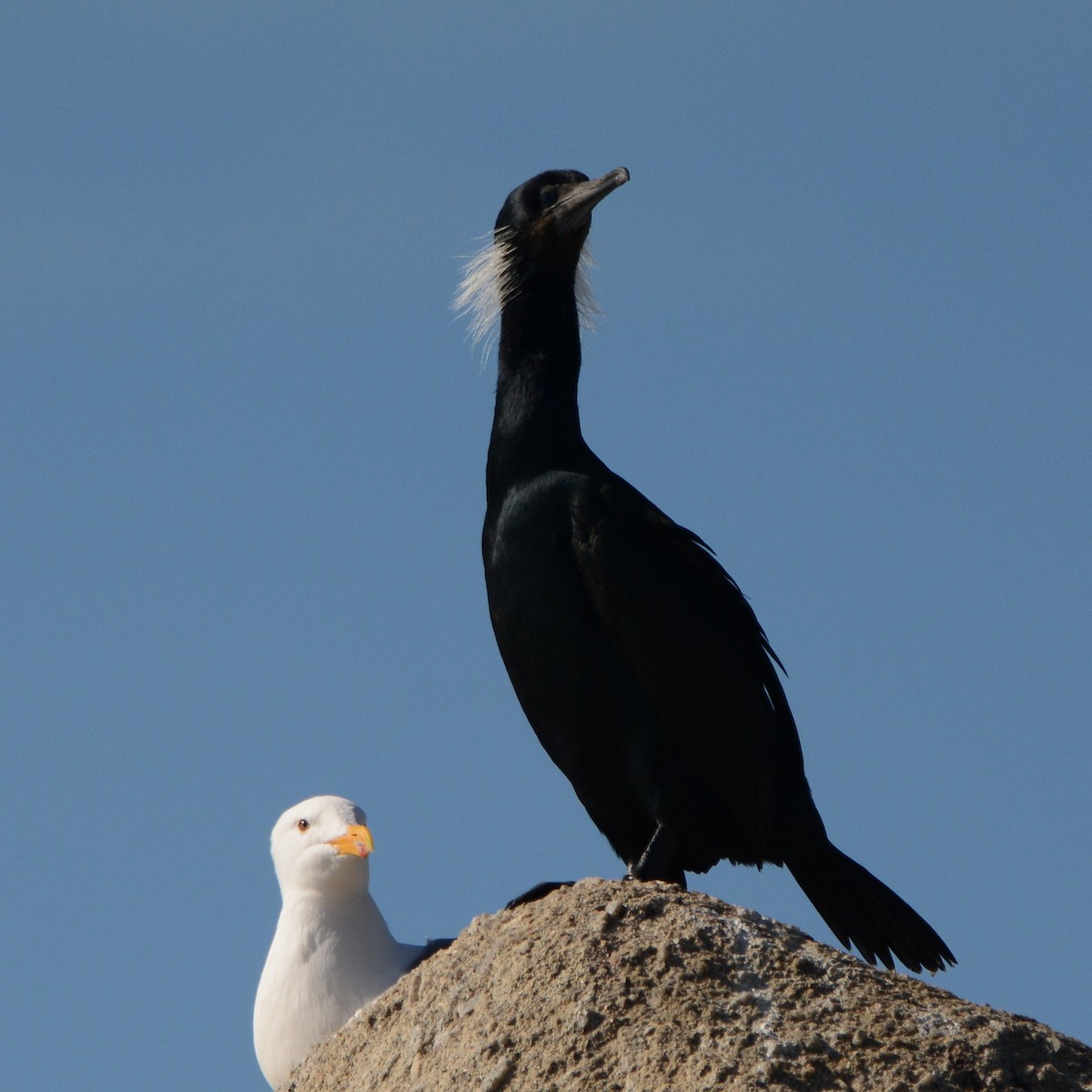 Brandt's Cormorant - ML46965141