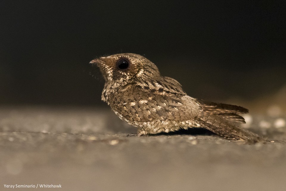 Cuban Nightjar - Yeray Seminario