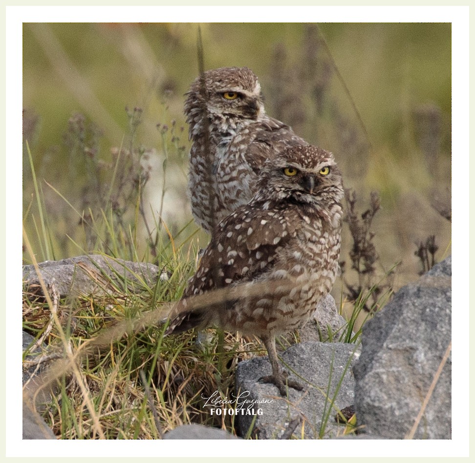Burrowing Owl (Andean) - ML469653191