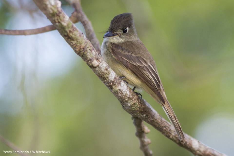 Cuban Pewee - Yeray Seminario