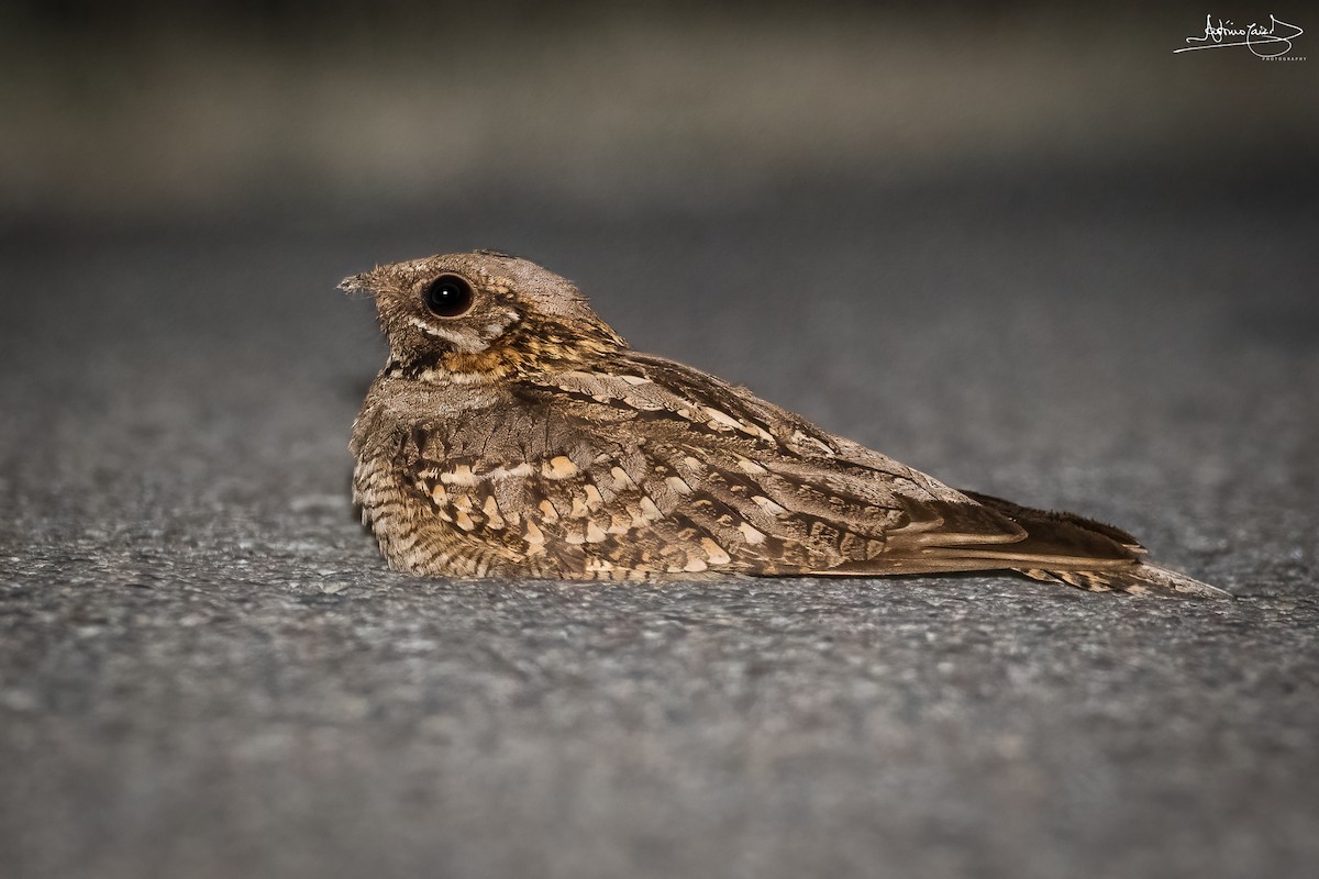 Red-necked Nightjar - ML469654211