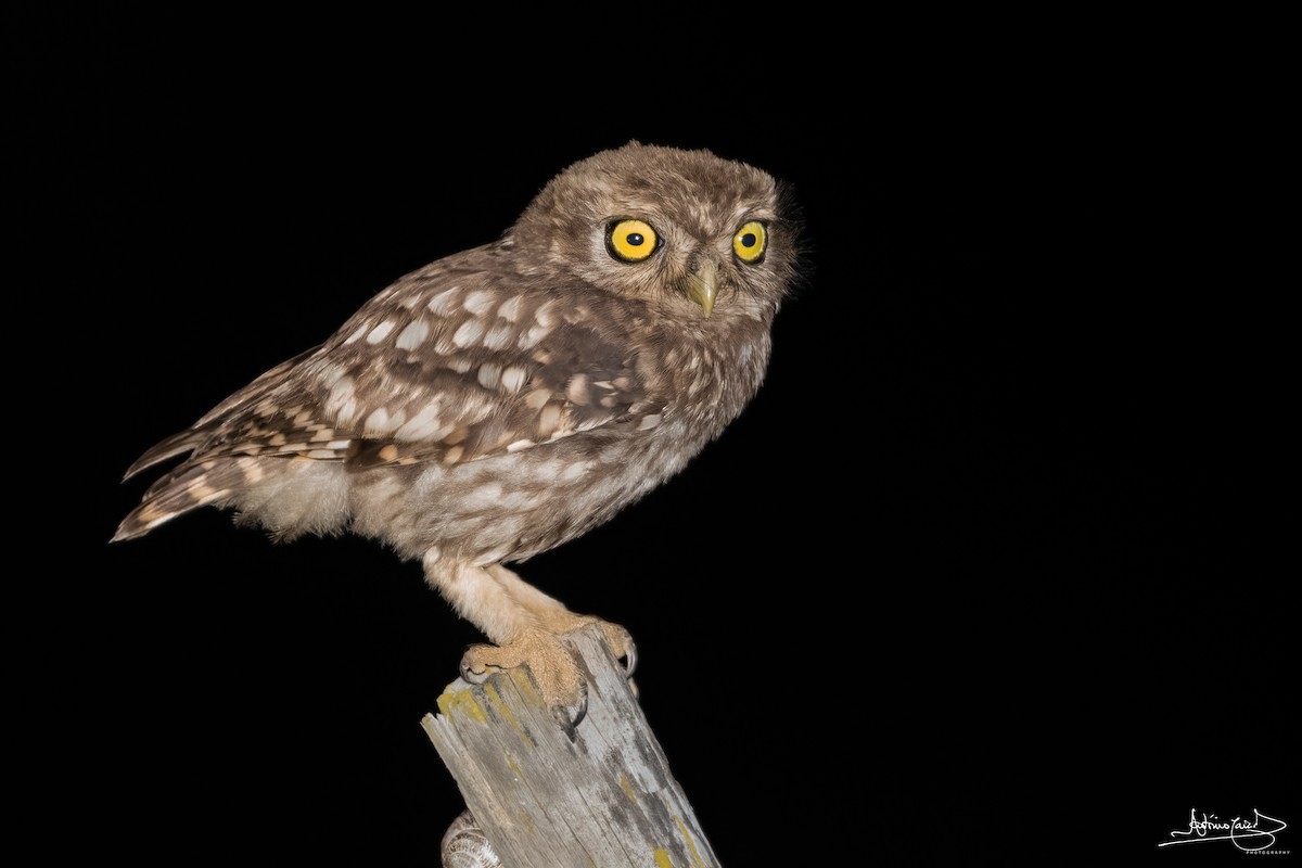 Little Owl - ML469654261