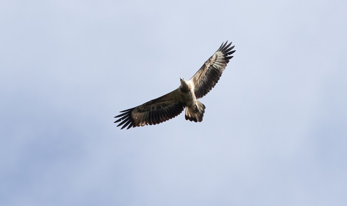 White-bellied Sea-Eagle - ML469654471