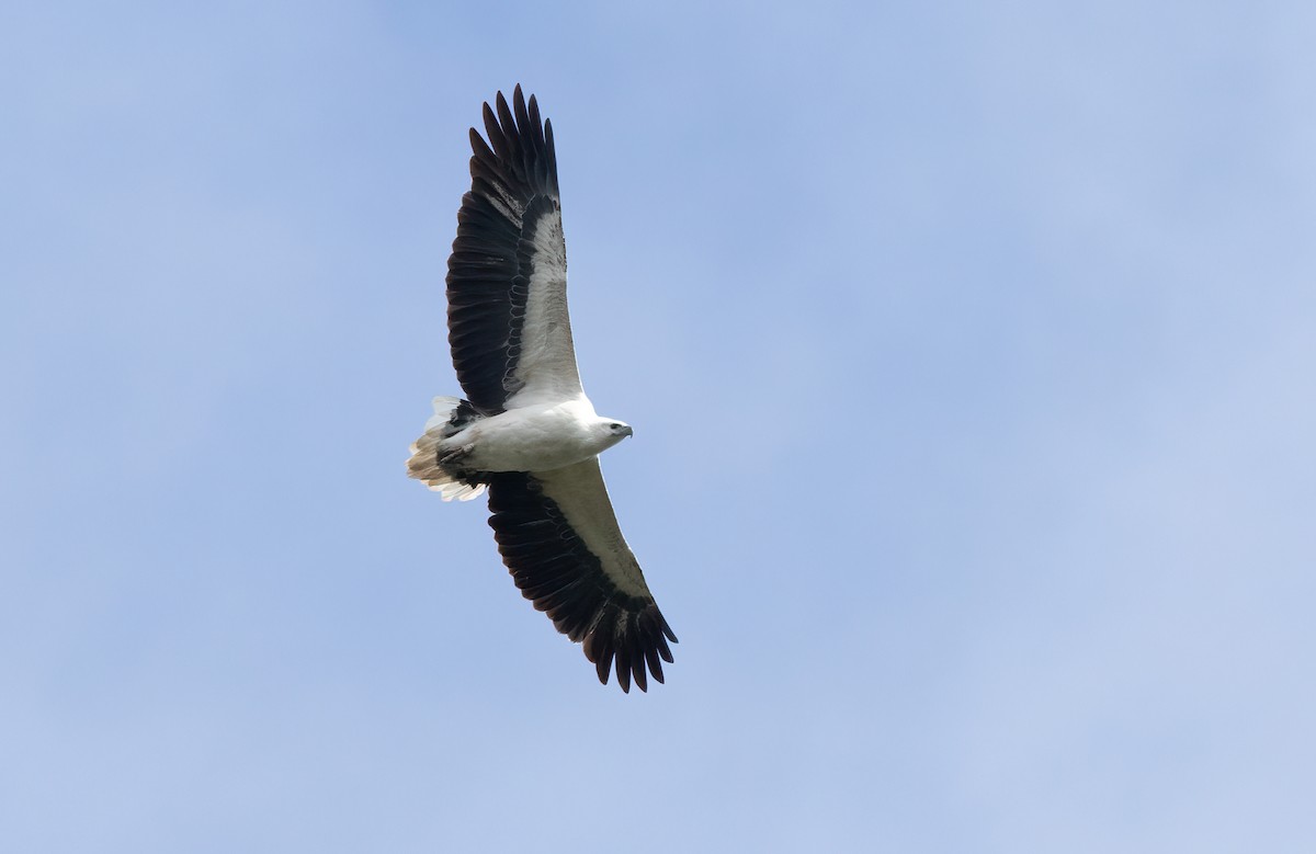 White-bellied Sea-Eagle - ML469654481