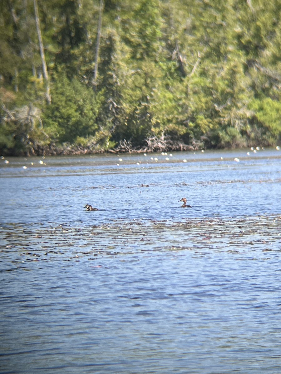 Ring-necked Duck - ML469655001