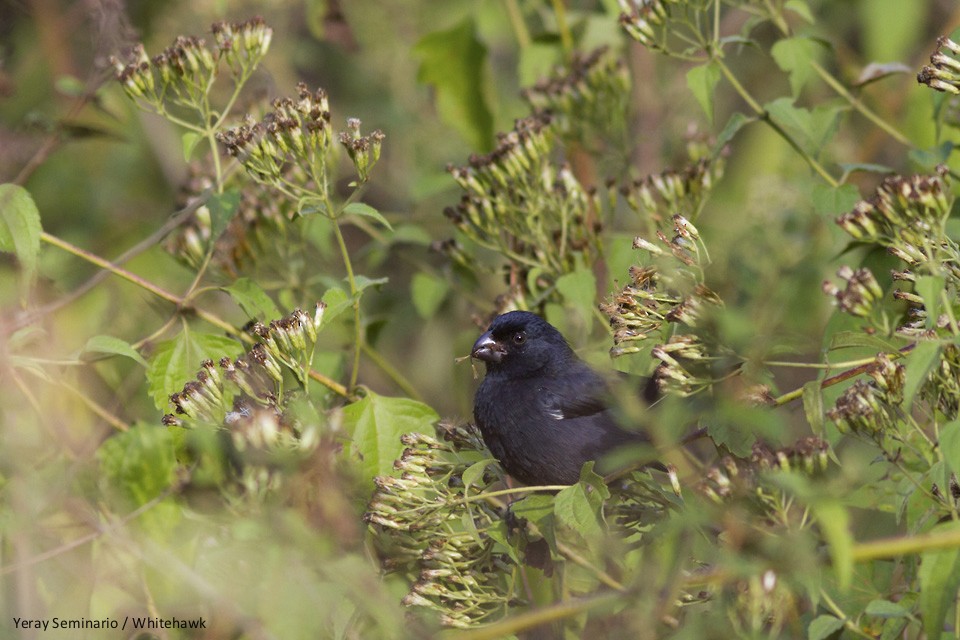 Cuban Bullfinch - ML46965541