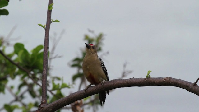 Red-crowned Woodpecker - ML469657