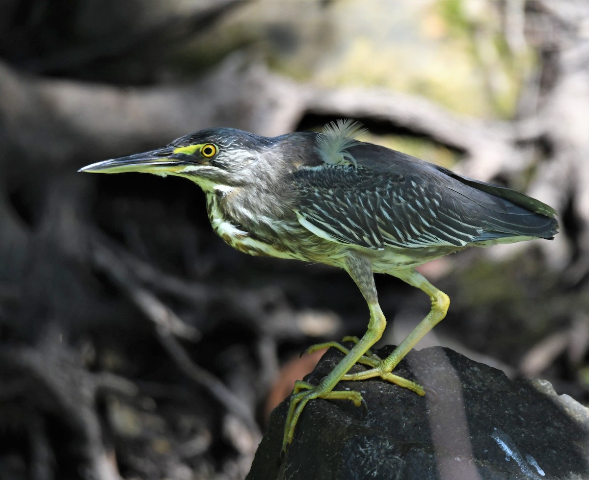 Striated Heron - ML469658111