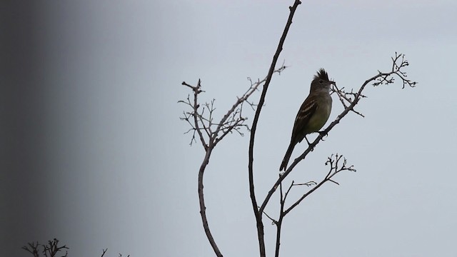 Yellow-bellied Elaenia - ML469659