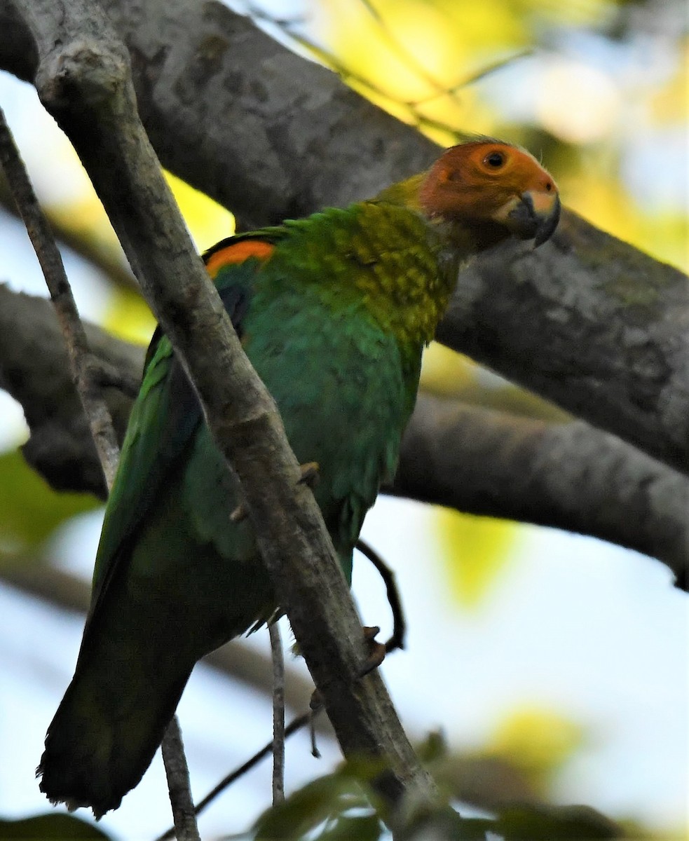 ズアカハゲインコ - ML469659641