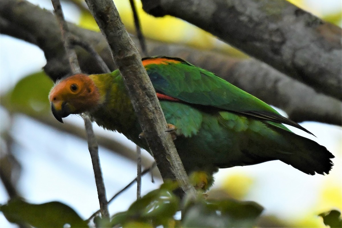 Bald Parrot - Jörg Knocha