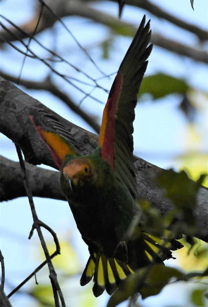 ズアカハゲインコ - ML469659811