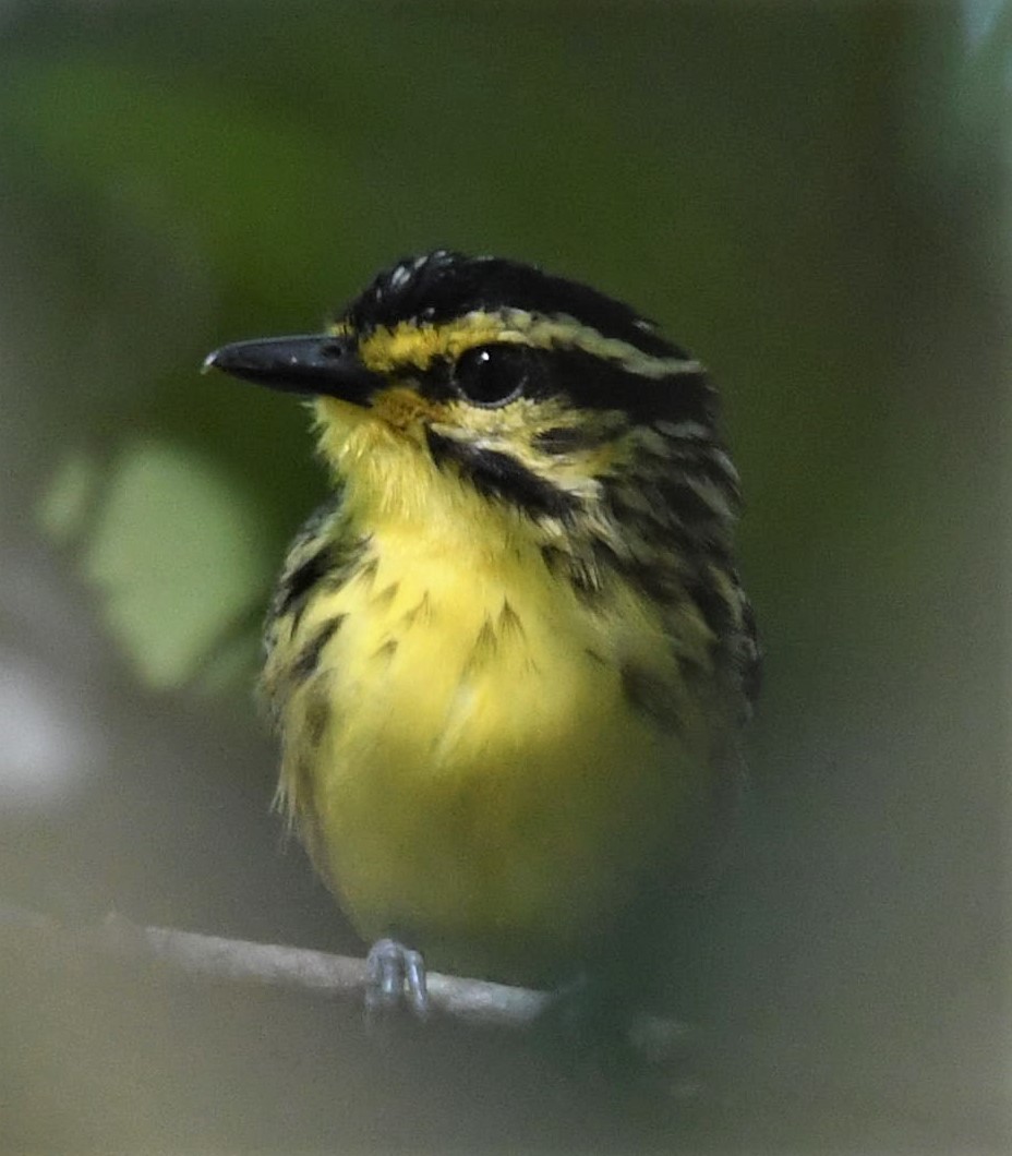 Yellow-browed Antbird - Jörg Knocha