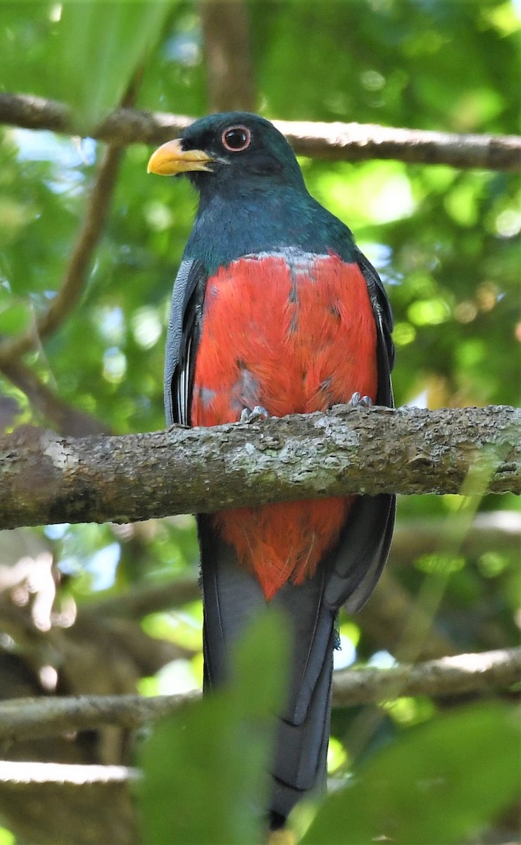 Black-tailed Trogon - ML469659931