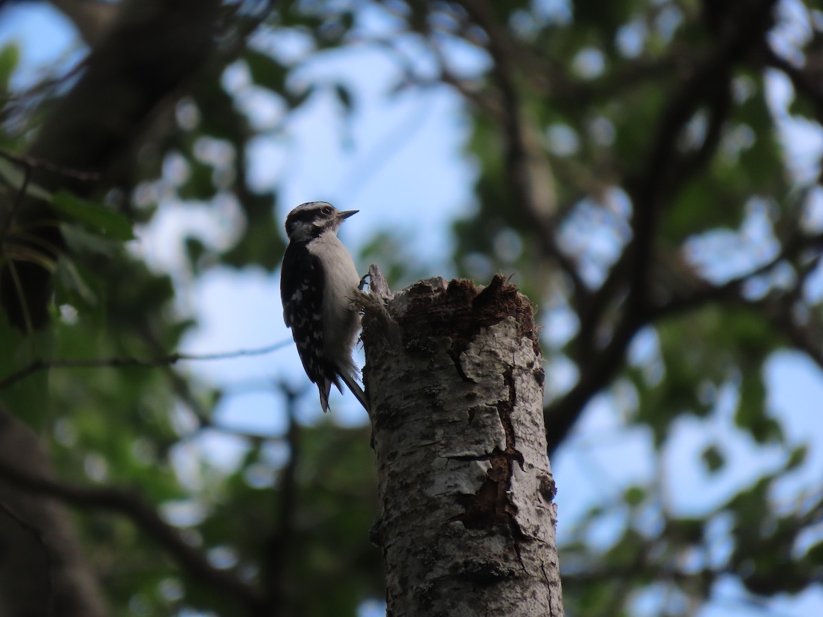 Downy Woodpecker - ML469660181