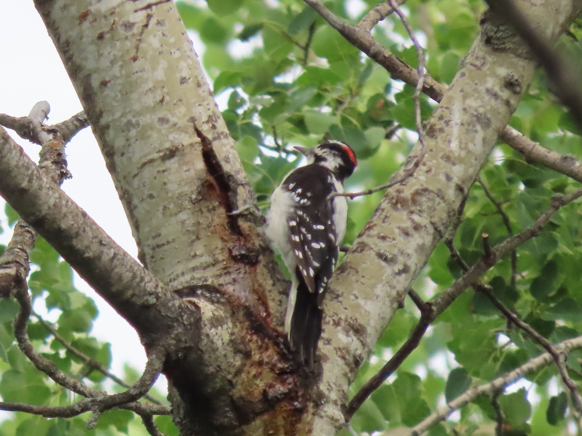 Hairy Woodpecker - ML469660221