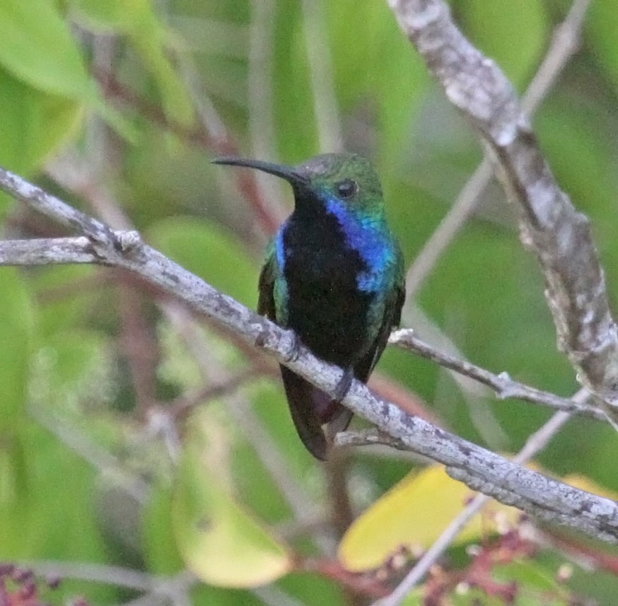 Black-throated Mango - ML469660551