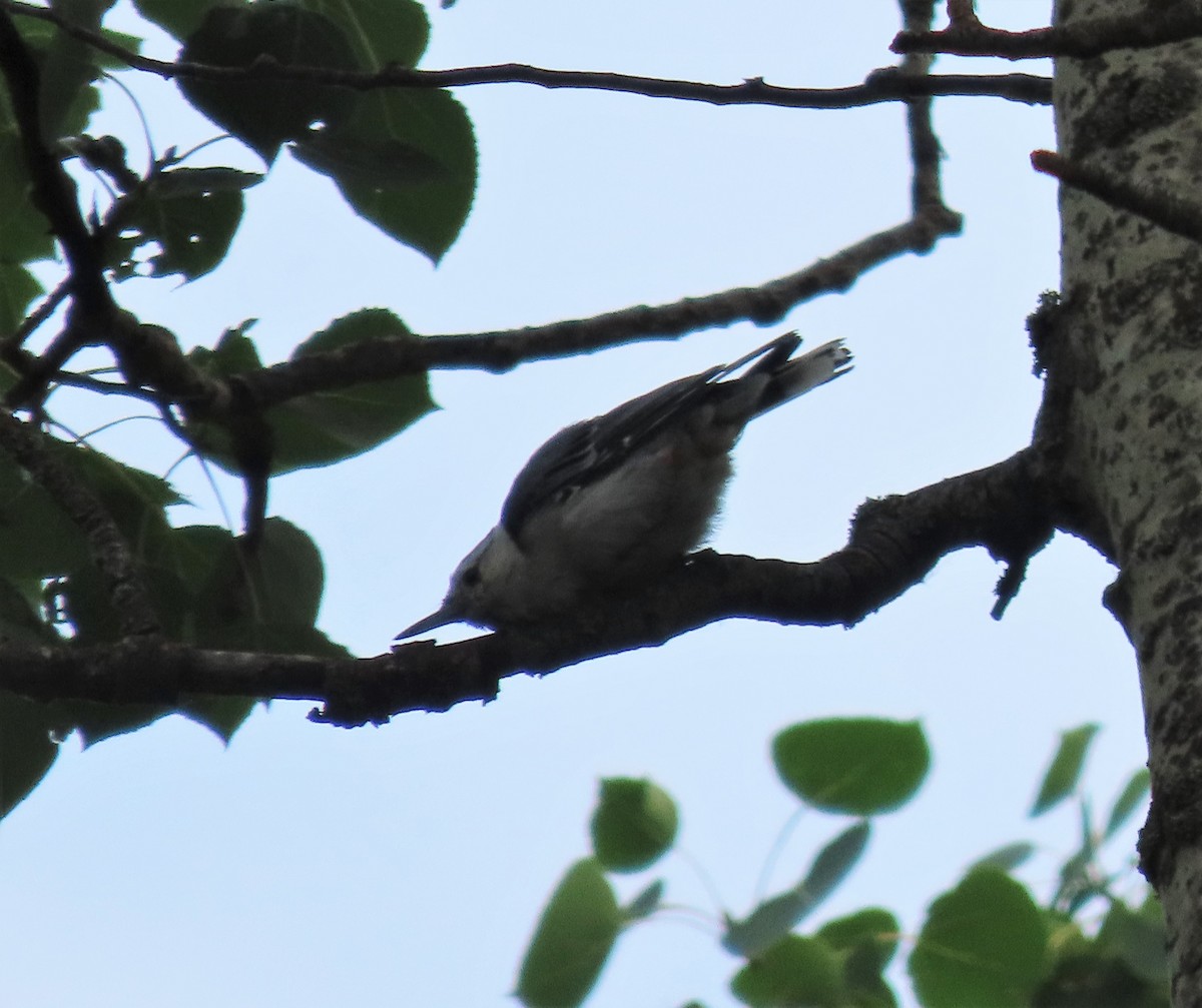 White-breasted Nuthatch - ML469660611