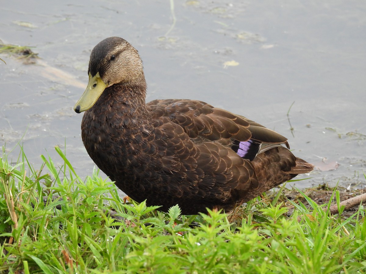 American Black Duck - ML469660981