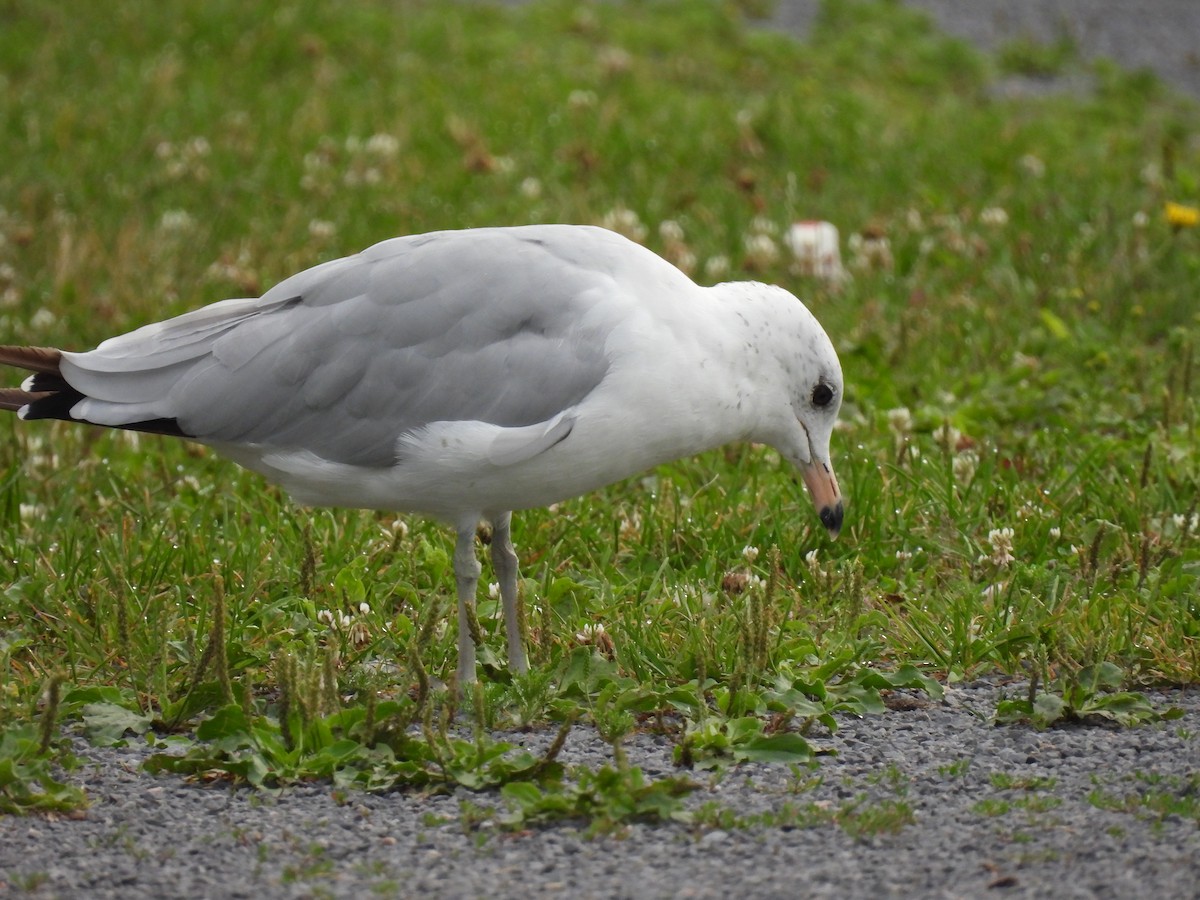 Ring-billed Gull - ML469661291