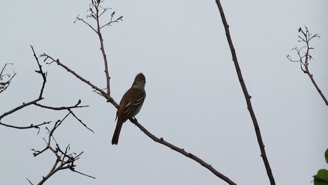 Yellow-bellied Elaenia - ML469665