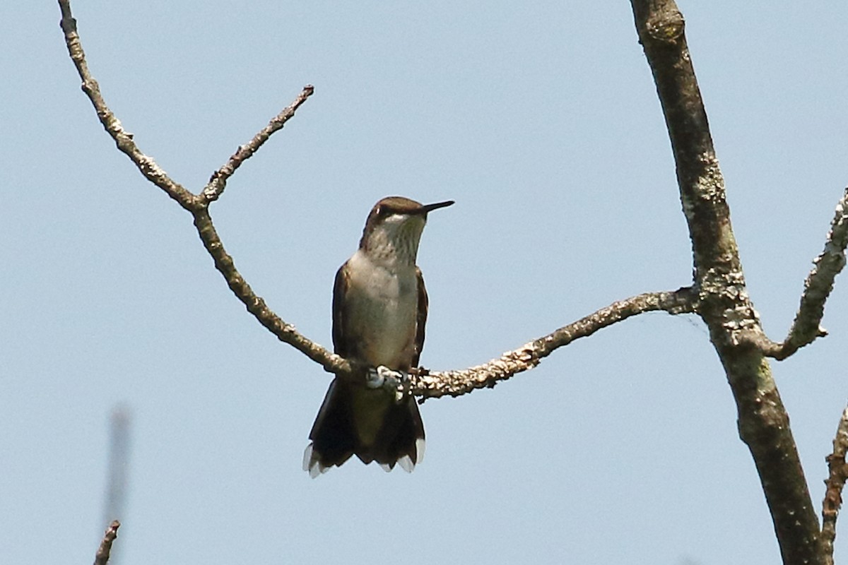 Ruby-throated Hummingbird - Joe Wing