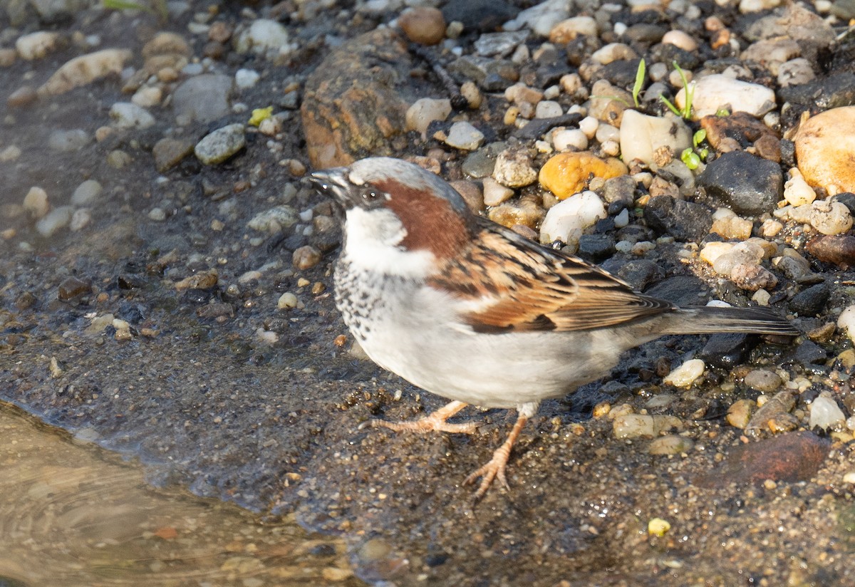 House Sparrow - ML469667641