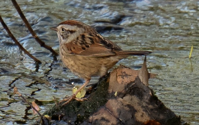 Swamp Sparrow - ML469667701