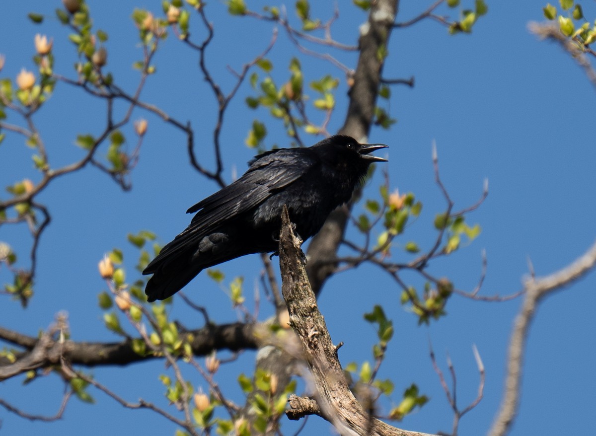 Fish Crow - ML469667711