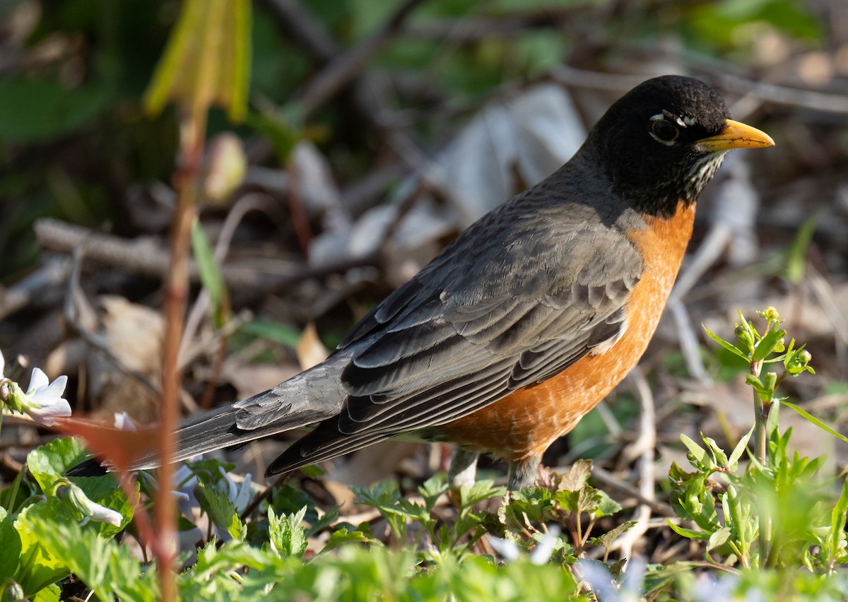 American Robin - ML469667751