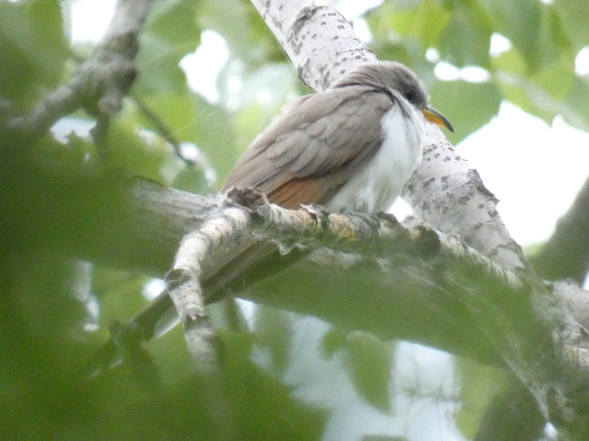 Yellow-billed Cuckoo - ML469669101