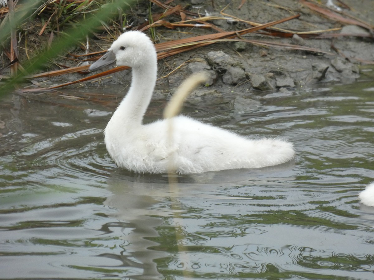 Mute Swan - ML469669301