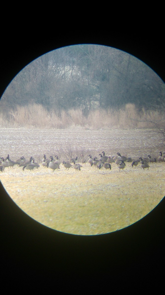 Greater White-fronted Goose - ML46966981