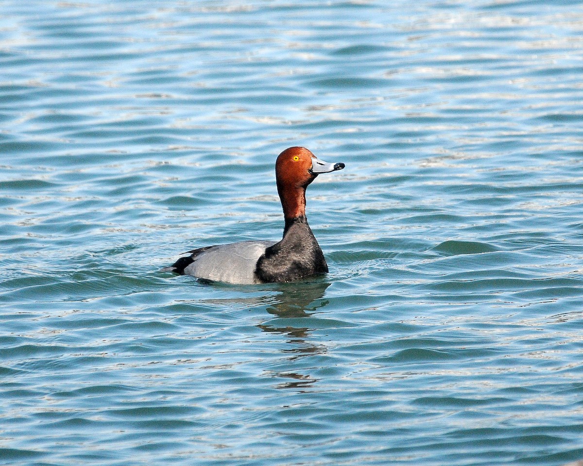 Redhead - ML469669881